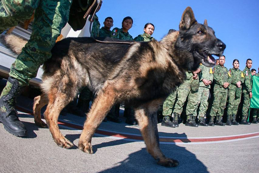 Mexico Hails Heroic Rescue Dog That Died In Turkey Inquirer News   Mexico Heroic Dog 