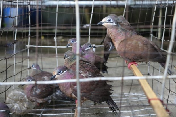 South Cotabato villagers voluntarily turn over caged wildlife to DENR