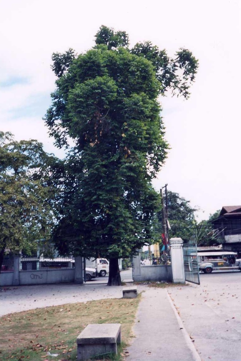 Mabalacat City in Pampanga has only two old Balakat trees