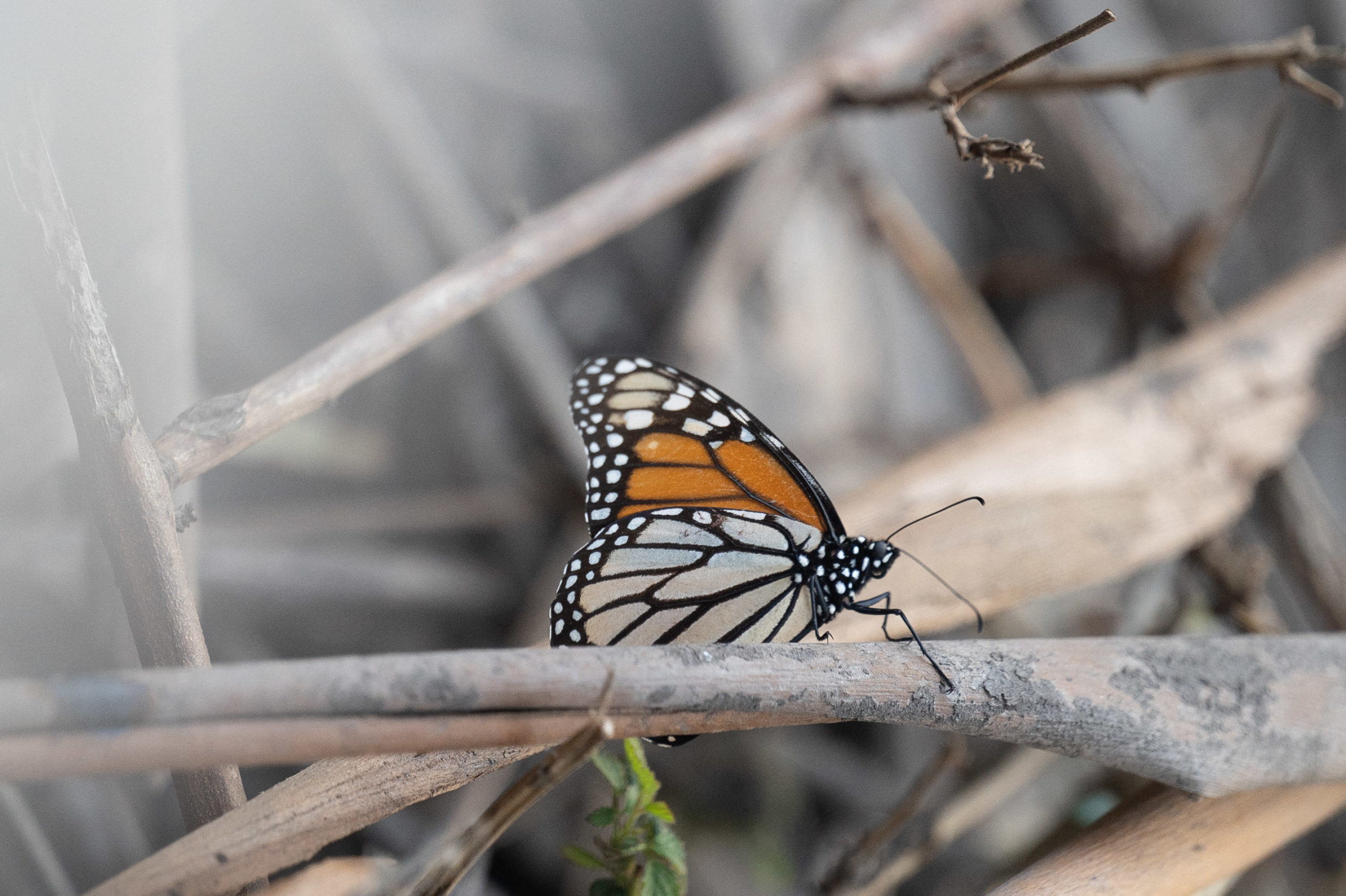 In Mexico, endangered monarch butterflies inspire hopes of a