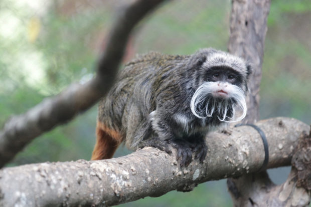 emperor tamarin monkey 
