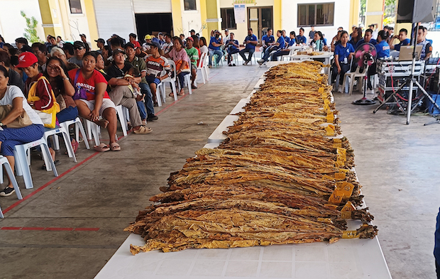 Tobacco Festival cured leaves