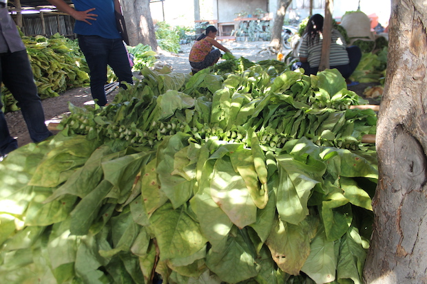 Tobacco farmers preparing leaves