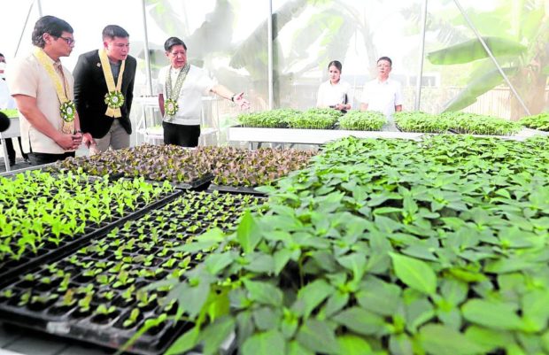 President Ferdinandn Marcos Jr. inspects seedling beds prepared for his urban gardening project. STORY: Marcos declines House offer of ‘special powers’