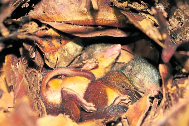 A pair of newborn Mindanao treeshrews (Tupaia everetti) is discovered by two Filipino biologists in July 2022 in a nest within the Mounts Kambinliw-Redondo key biodiversity area on Dinagat Islands. STORY: After 70 years, Mindanao treeshrew nest rediscovered on Dinagat Islands