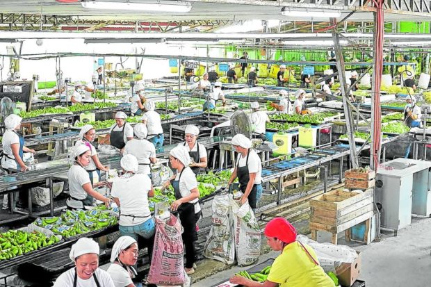 Workers sort out bananas, which the company will export to markets abroad. STORY: RCEP seen to boost PH agricultural exports