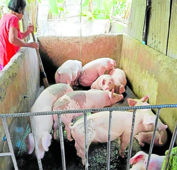 A backyard grower checks on her pigs at Barangay Valladolid in Carcar City STORY: Cebu no longer free from swine fever