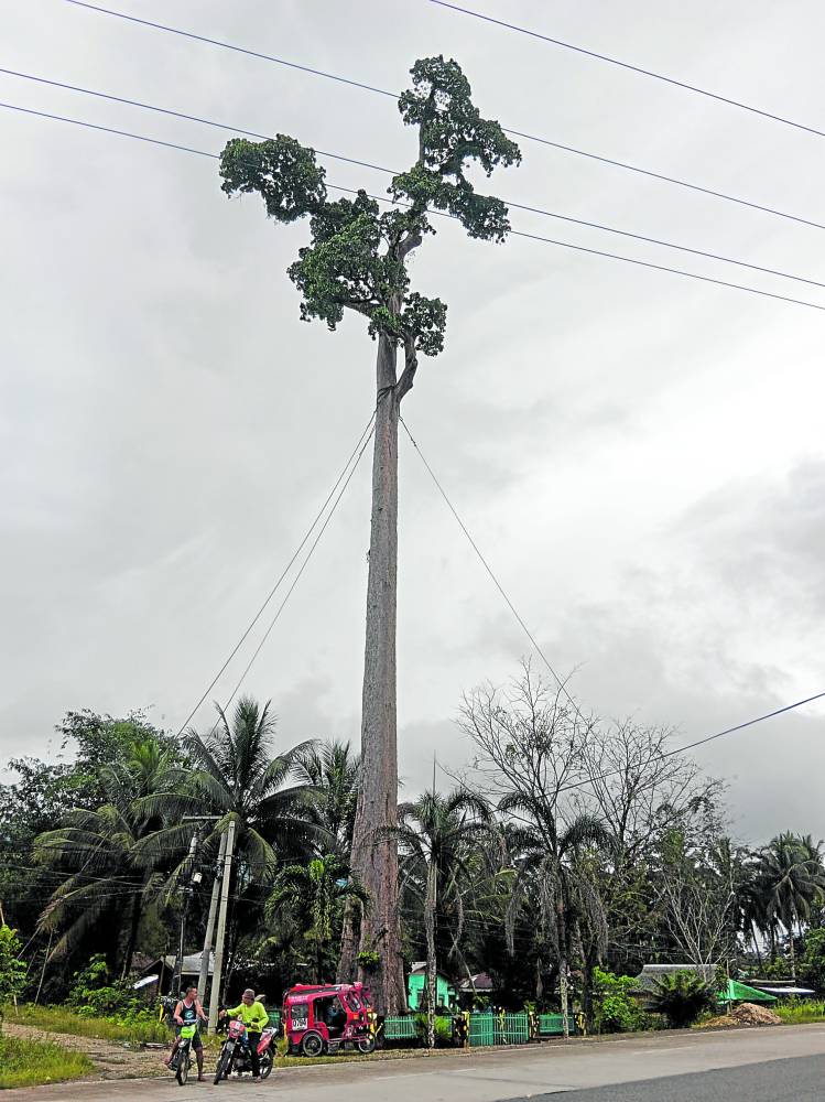 he iconic 300-year-old “toog” in San Francisco, Agusan del Sur, towers over the village in this photo taken on March 14