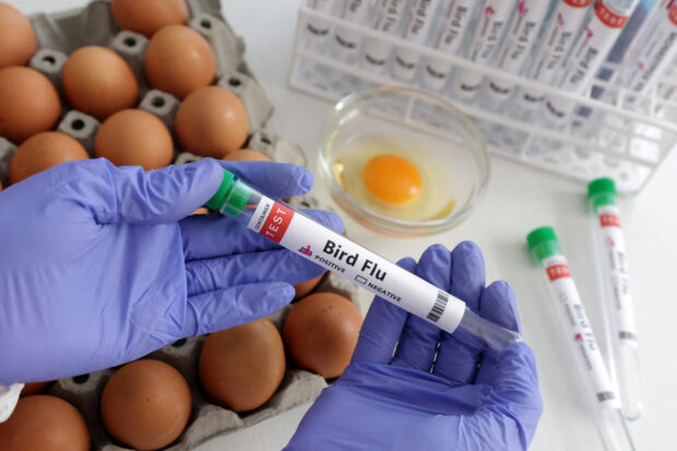 Illustration shows person holding test tube labelled "Bird Flu" and eggs