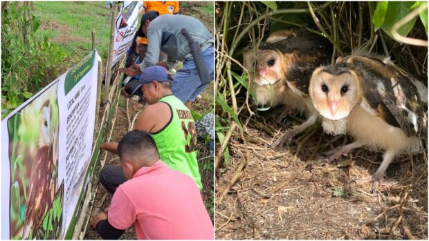 Personnel of the Department of Environment and Natural Resources in Soccsksargen region and village officials install last week a fence to protect the two Eastern grass owls found in the upland village of Luna Norte in Makilala, Cotabato, on March 20. STORY: Eastern grass owls found nesting in Cotabato town