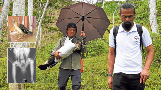 DELICATE RESCUE A wounded Philippine eagle named Sinabadan is carried by Philippine Eagle Foundation field biologist Rowell Ron Lemente Taraya, accompanied bysenior animal keeper Dominic Tadena, after the endangered raptor is rescued in the forests of San Fernando in Bukidnon province last week. The bird could still stand
but was weak and dehydrated (upper inset) and an X-ray taken later showed air-gun pellets lodged in its body. —PHOTOS COURTESY OF THE PHILIPPINE EAGLE FOUNDATION