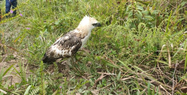 The rescued Pinsker’s hawk-eagle, which was weak and unable to fly when it strayed into a farmer’s land in Magpet, Cotabato, on March 14, is freed on Wednesday after an examination by the municipal veterinarian. STORY: Pinsker’s hawk-eagle rescued, freed near Mt. Apo