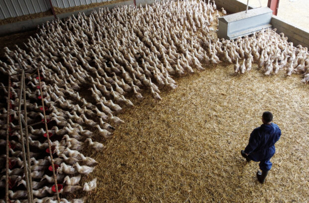 A poultry farm in Castelnau-Tursa
