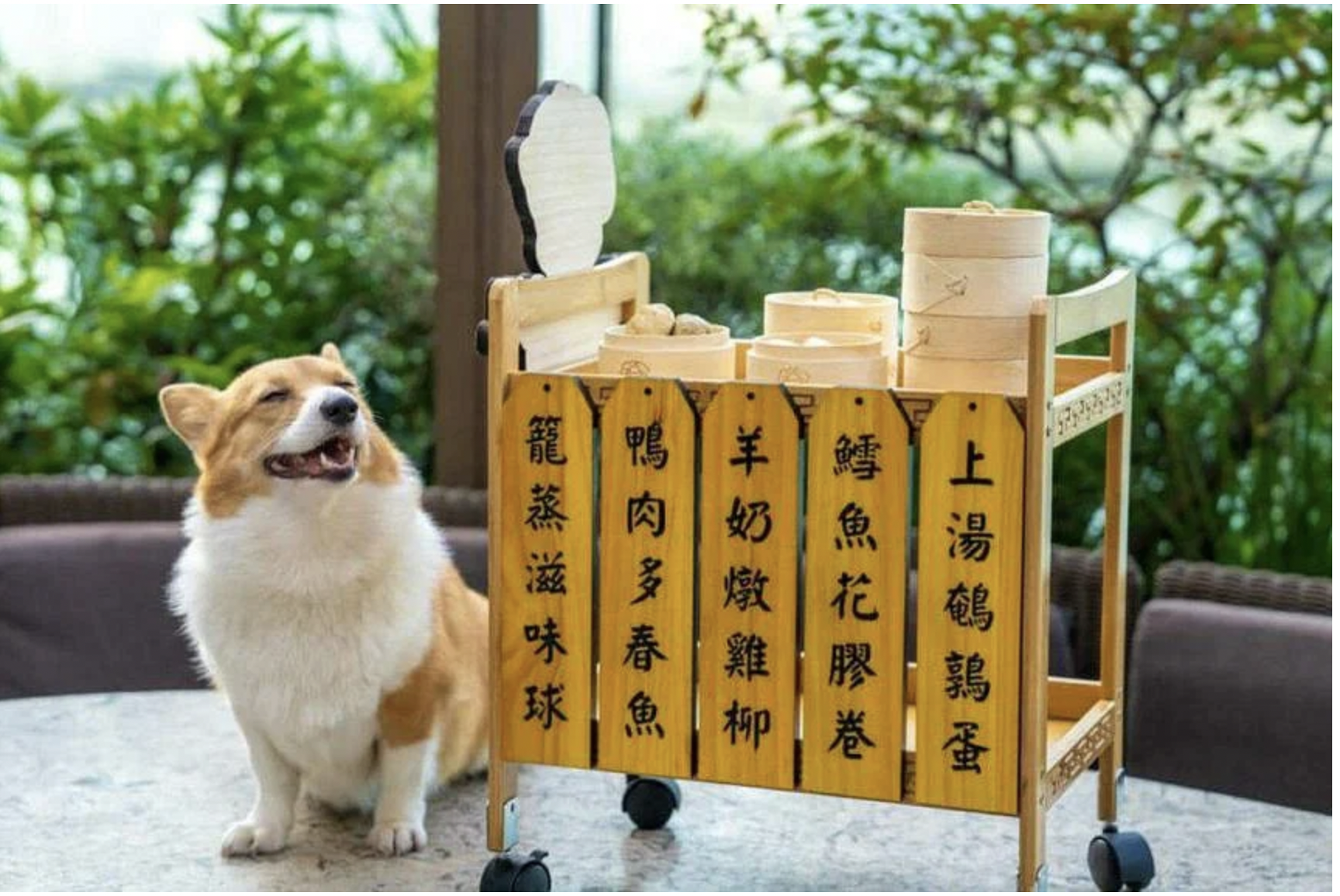 Dim Sum the Dog