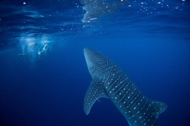 A whale shark swims next to volunteer divers after they removed abandoned fishing net that was covering a coral reef in a protected area of Ko Losin, Thailand 