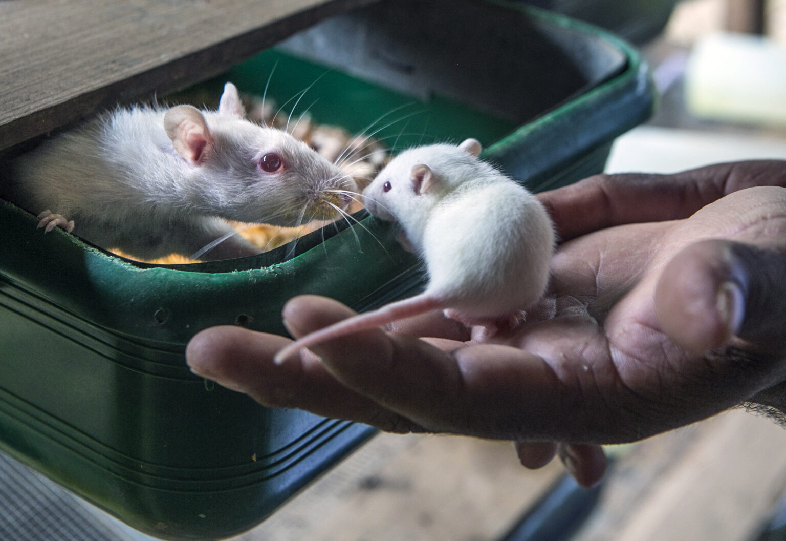 Revolutionary Scientists Create Mice With Two Fathers Inquirer News 0202