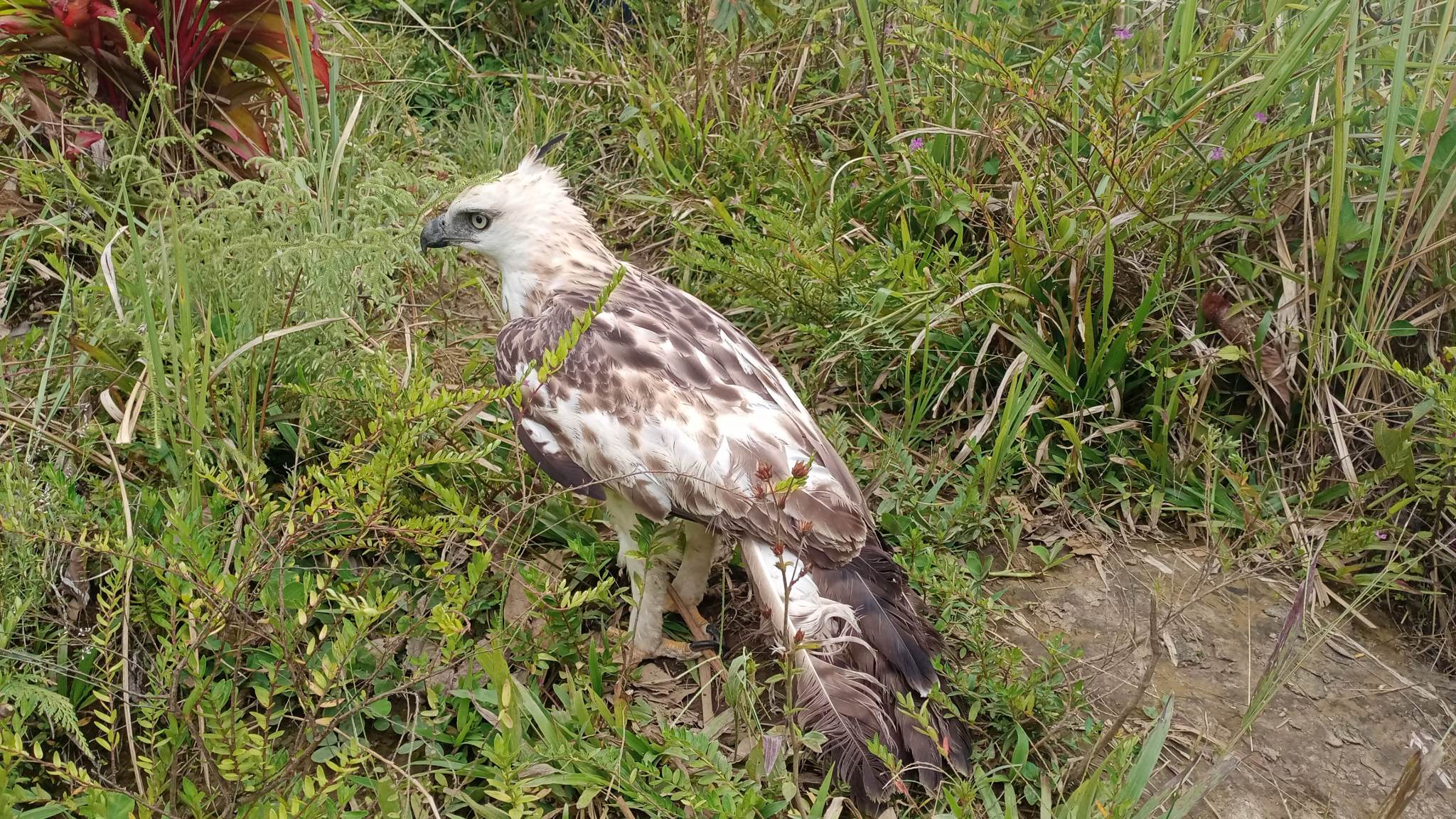 Pinsker’s hawk-eagle