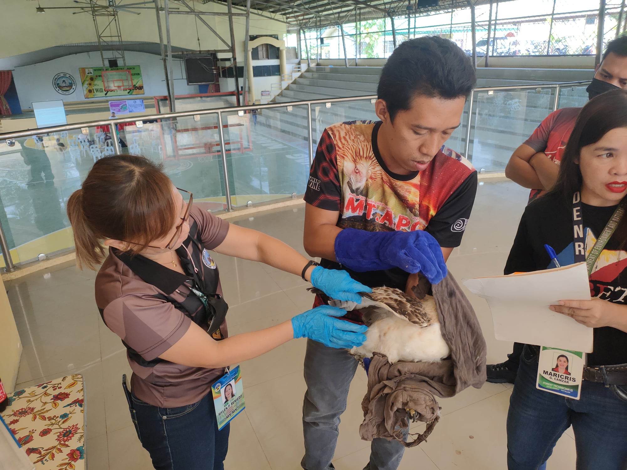 A juvenile Pinsker's hawk-eagle (Nisaetus pinskeri), rescued by a farmer in Magpet town, Cotabato province, had been freed back to the wild on Wednesday.