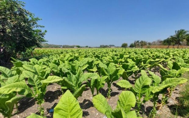 A tobacco field in Candon City, Ilocos Sur. STORY: NTA backs inclusion of tobacco in agri smuggling law