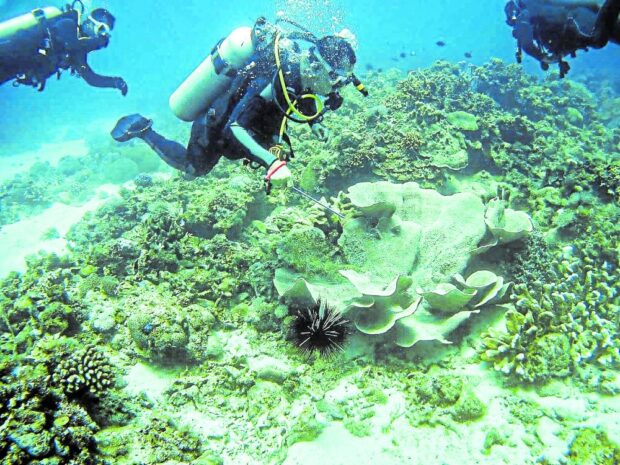 UNDERWATER ECOSYSTEM Divers from the Philippine Coast Guard (PCG) inspect the coral reefs around Verde Island in Batangas City in this photo taken on Sunday. According to the PCG, the coral reefs remain “healthy and in safe condition” following the leak of industrial oil from the sunken MT Princess Empress some 100 kilometers from the island. —PHOTO COURTESY OF the PCG-SOUTHERN TAGALOG