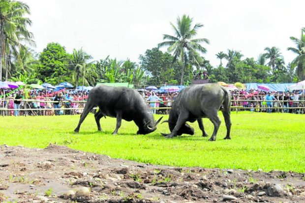 The Turogpo Festival, featuring carabao and horse fights, is a Black Saturday tradition anticipated by residents of Carigara, Leyte. The local government, however, has decided not to revive the event due to concerns about animal cruelty. STORY: Leyte town halts festival, cites law vs animal cruelty