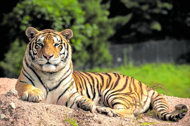 Siberian tiger. STORY: Easy, tiger: Study maps big cats’ personalities