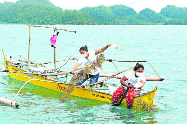 Women growers check a seaweed line in the watersoff San Benito town in Surigao del Norte province.