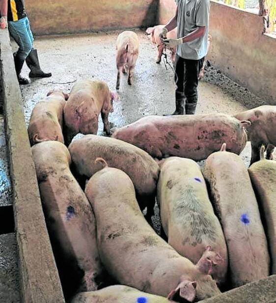 A pig penin Guihulngan City, Negros Oriental, is regularly cleaned as a precaution against the spread of African swine fever.
