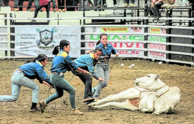 In Masbate City, contestants wearing their best cowboy garb test their skills in bull riding and casting down duringthis year’s Rodeo Masbateño Festival, staged after a three-year pause due to COVID-19 restrictions.