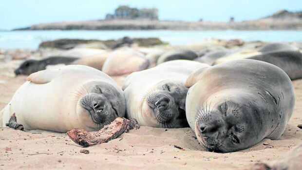 Northern elephant seals doze off on a California beach in this April 2020 photo. STORY: Need more sleep? Tell that to an elephant seal
