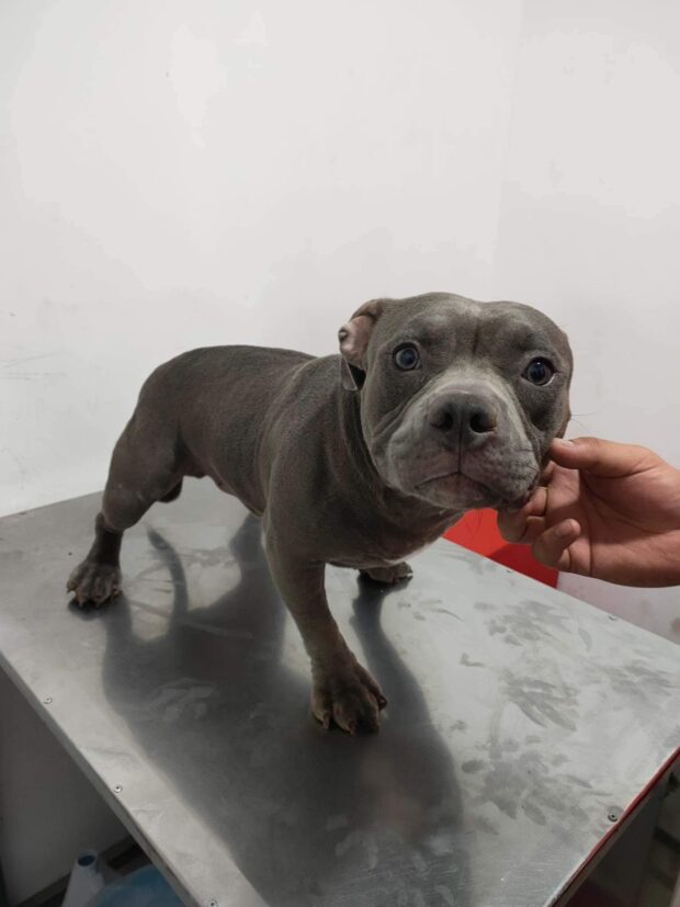 Blue, a male American bully, at the veterinary clinic in Caloocan City where his fur mom brought him to receive treatment for a skin disease last December 2022. 