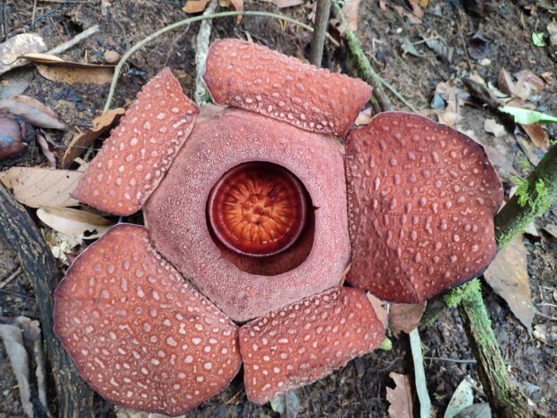 LOOK: Rare Rafflesia blooms in Davao Oriental protected area