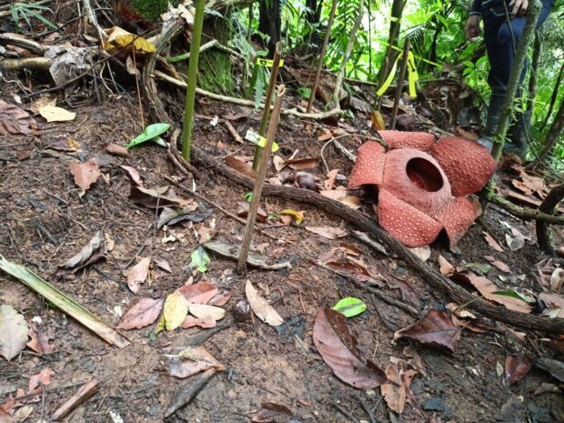 LOOK: Rare Rafflesia blooms in Davao Oriental protected area