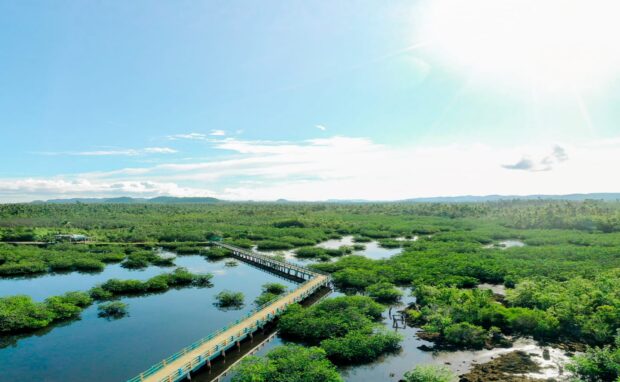 Del Carmen, Siargao's 8,620-hectare Mangrove Forest