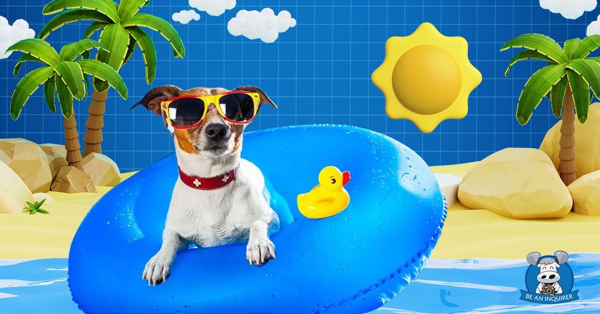 Tips on how to keep your pets safe and comfortable in hot weather summer cool