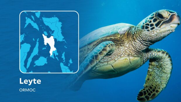 A green sea turtle is released back to the sea after it was trapped in a coral in Ormoc Bay.