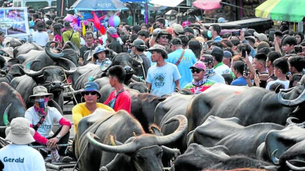 Bulacan’s kneeling carabao festival draws huge crowd