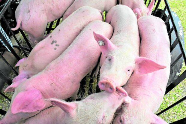 MONITORING The Negros Occidental government has doubled its efforts to monitor pig farms in the province as farmers’ losses from hog diseases continue to mount. —RICHARD MALIHAN / CONTRIBUTOR