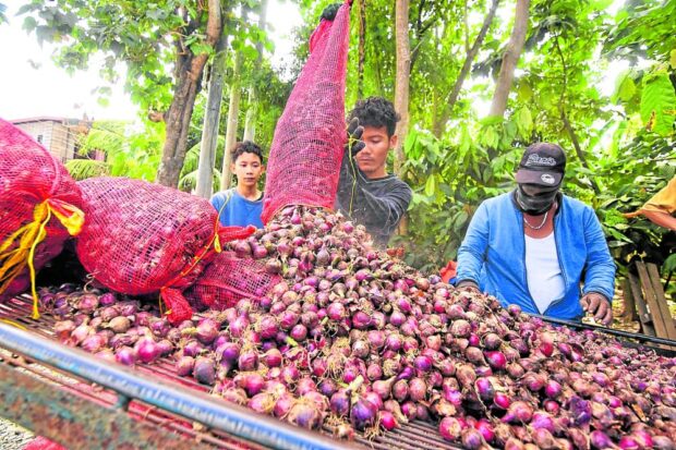 In this photo taken in January, freshlyharvested onions are classified and sorted by farmers in Bayambang, Pangasinan, before these are bagged and taken to local markets and warehouses. STORY: DA chief holds off SRP for onions