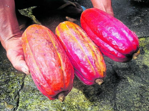 Cacao fruits harvested in Panay Island. 