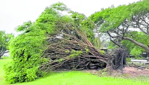 Video grab shows one of the many trees uprooted by Typhoon “Mawar” in Guam on May 24. STORY: P352 million set aside for Betty response activities
