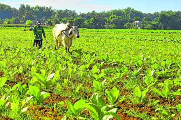 A farmer works in his tobacco farm at Barangay Macayo in Alcala, Pangasinan, in this January photo. Growing tobacco has sustained generations of farmers in the Ilocos region, where the cash crop is considered as “green gold.” STORY: WHO urges nations to plant food crops, not tobacco