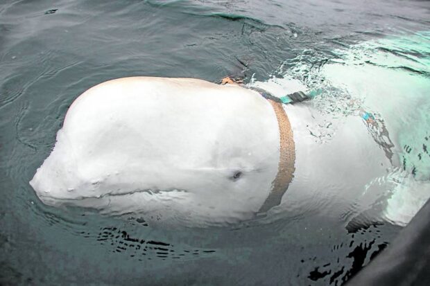 Beluga whale in Sweden. STORY: Russian ‘spy’ whale surfaces in Sweden