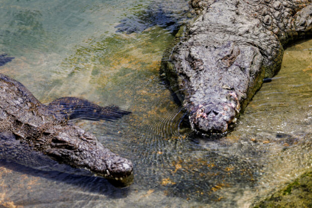Australia crocodiles