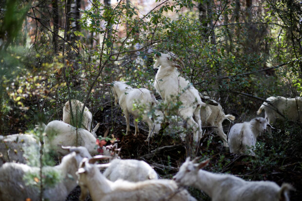 Chile's firefighting goats