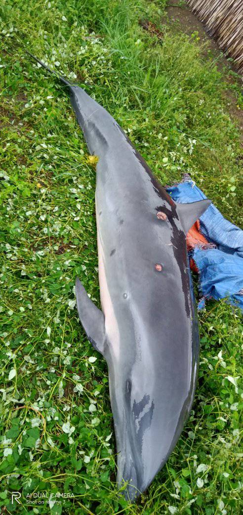 An injured dolphin has been washed ashore in Sta. Cruz, Occidental Mindoro on Wednesday, the local government said.