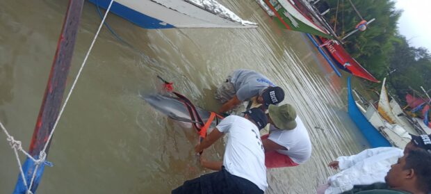 An injured dolphin has been washed ashore in Sta. Cruz, Occidental Mindoro on Wednesday, the local government said.
