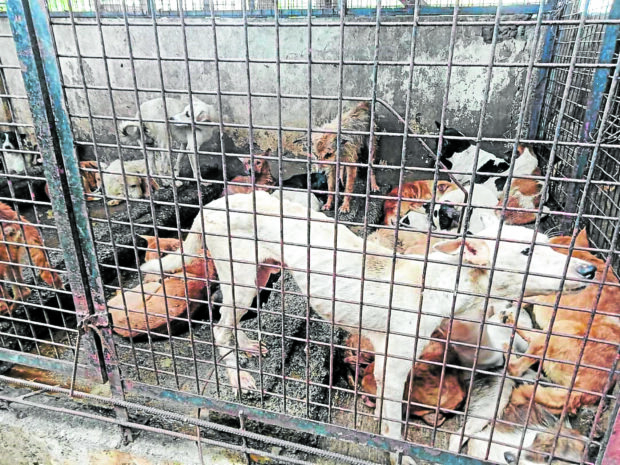 Dogs rescued from an abandoned shelter in Barangay Adlaon, Cebu City, are taken to the Cebu City pound in this photo in February. But most of them are too sick and may have to be euthanized. 