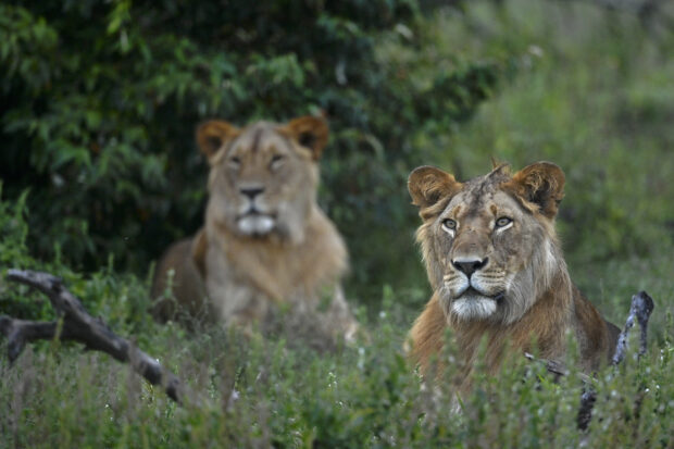 Six lions killed in Kenya
