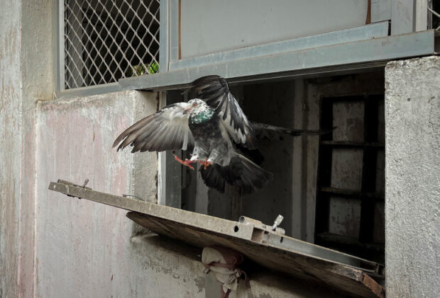 A Belgian Homer pigeon flies out a loft during the training to carry police messages, in Cuttack, in the eastern state of Odisha, India, June 9, 2023. STORY: Indian cops keep pigeons as backstop against disasters